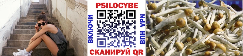 Псилоцибиновые грибы MAGIC MUSHROOMS  shop наркотические препараты  Каменногорск 